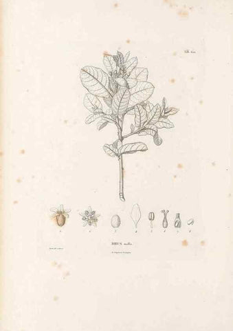 Reproducción/Reproduction 49521835586: Nova genera et species plantarum :. Antverpiae :Ex officina Christophori Plantini ...,1576.. 