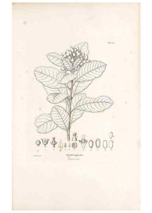 Reproducción/Reproduction 49522047762: Nova genera et species plantarum :. Antverpiae :Ex officina Christophori Plantini ...,1576.. 