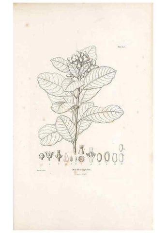 Reproducción/Reproduction 49522047762: Nova genera et species plantarum :. Antverpiae :Ex officina Christophori Plantini ...,1576.. 