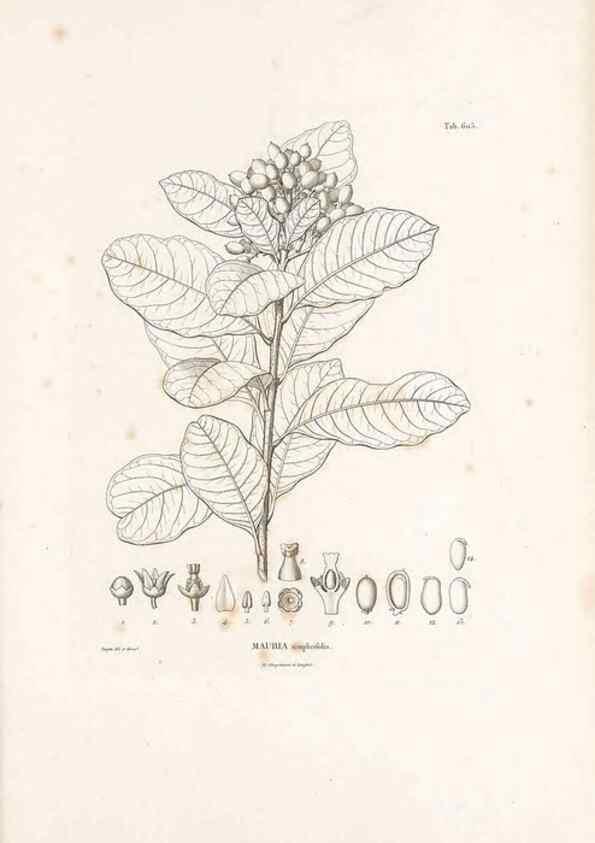 Reproducción/Reproduction 49522047762: Nova genera et species plantarum :. Antverpiae :Ex officina Christophori Plantini ...,1576.. 