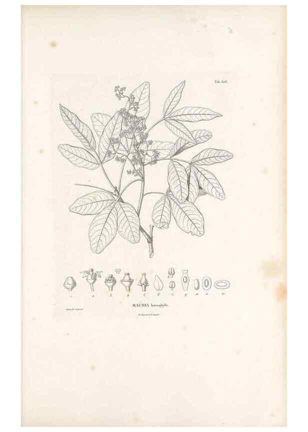 Reproducción/Reproduction 49521314588: Nova genera et species plantarum :. Antverpiae :Ex officina Christophori Plantini ...,1576.. 