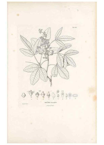 Reproducción/Reproduction 49521314588: Nova genera et species plantarum :. Antverpiae :Ex officina Christophori Plantini ...,1576.. 