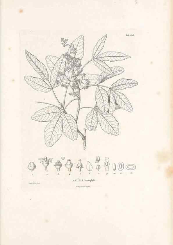 Reproducción/Reproduction 49521314588: Nova genera et species plantarum :. Antverpiae :Ex officina Christophori Plantini ...,1576.. 