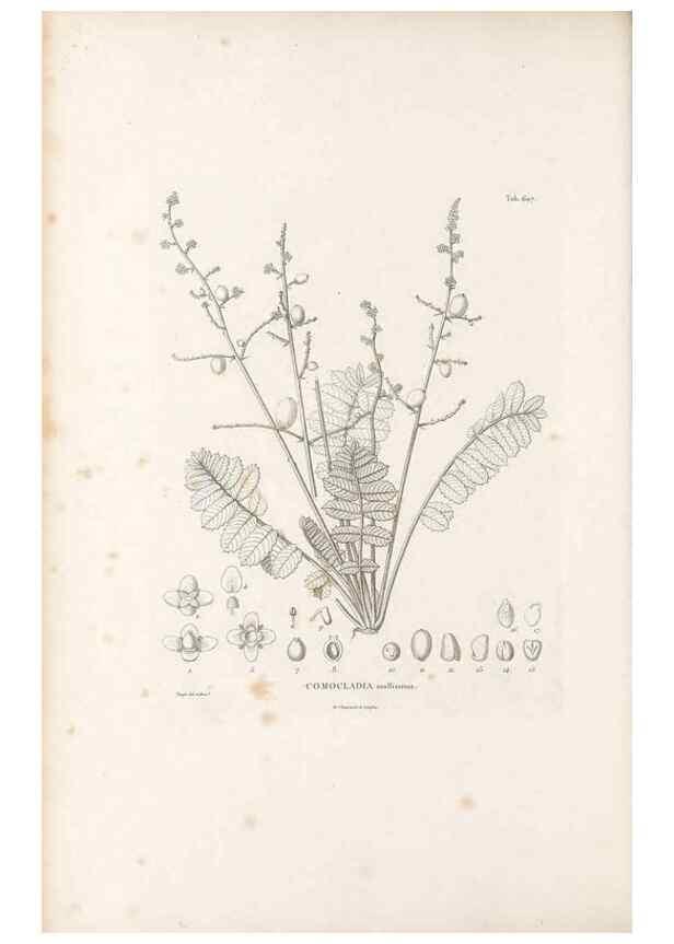 Reproducción/Reproduction 49521836651: Nova genera et species plantarum :. Antverpiae :Ex officina Christophori Plantini ...,1576.. 