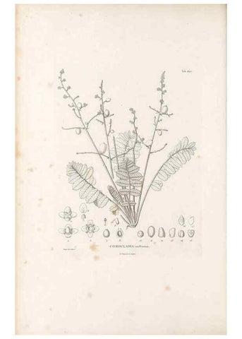 Reproducción/Reproduction 49521836651: Nova genera et species plantarum :. Antverpiae :Ex officina Christophori Plantini ...,1576.. 