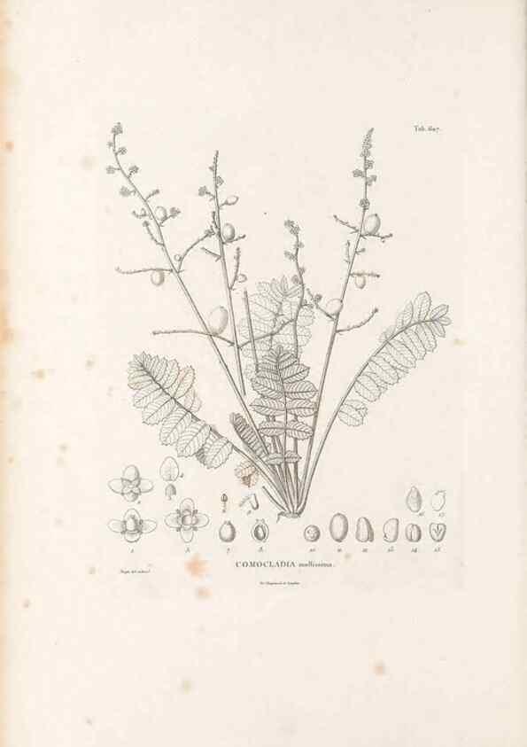 Reproducción/Reproduction 49521836651: Nova genera et species plantarum :. Antverpiae :Ex officina Christophori Plantini ...,1576.. 
