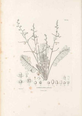 Reproducción/Reproduction 49521836651: Nova genera et species plantarum :. Antverpiae :Ex officina Christophori Plantini ...,1576.. 