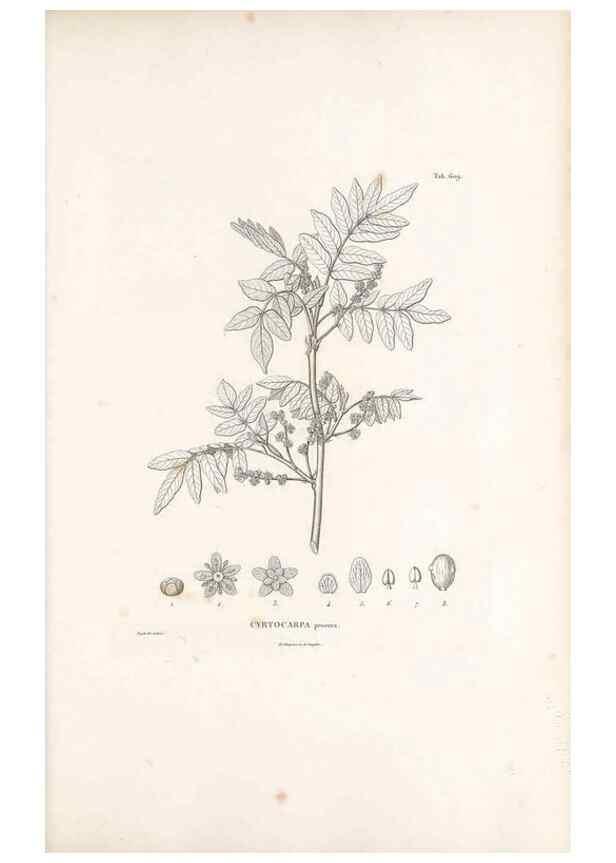 Reproducción/Reproduction 49522048777: Nova genera et species plantarum :. Antverpiae :Ex officina Christophori Plantini ...,1576.. 