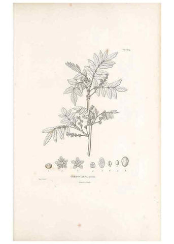 Reproducción/Reproduction 49522048777: Nova genera et species plantarum :. Antverpiae :Ex officina Christophori Plantini ...,1576.. 