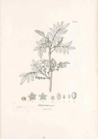 Reproducción/Reproduction 49522048777: Nova genera et species plantarum :. Antverpiae :Ex officina Christophori Plantini ...,1576.. 