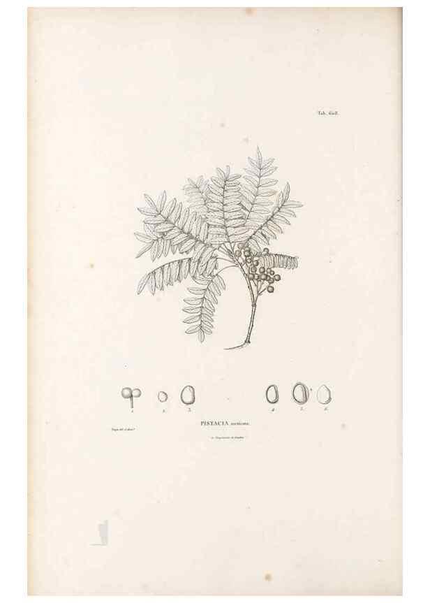 Reproducción/Reproduction 49521315798: Nova genera et species plantarum :. Antverpiae :Ex officina Christophori Plantini ...,1576.. 