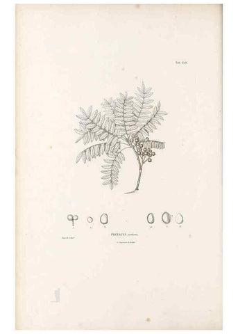 Reproducción/Reproduction 49521315798: Nova genera et species plantarum :. Antverpiae :Ex officina Christophori Plantini ...,1576.. 