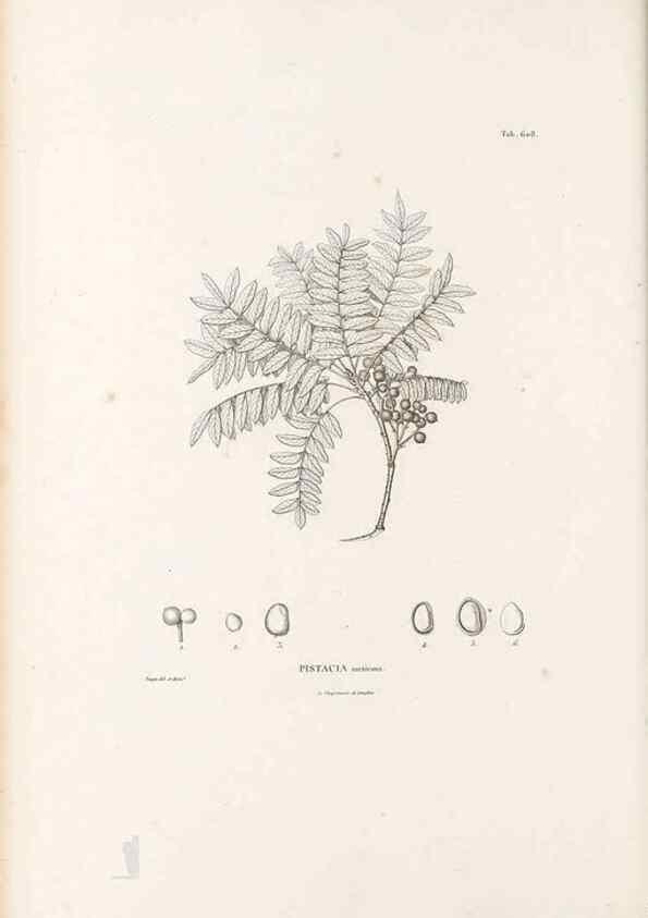 Reproducción/Reproduction 49521315798: Nova genera et species plantarum :. Antverpiae :Ex officina Christophori Plantini ...,1576.. 