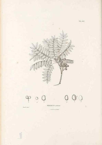Reproducción/Reproduction 49521315798: Nova genera et species plantarum :. Antverpiae :Ex officina Christophori Plantini ...,1576.. 