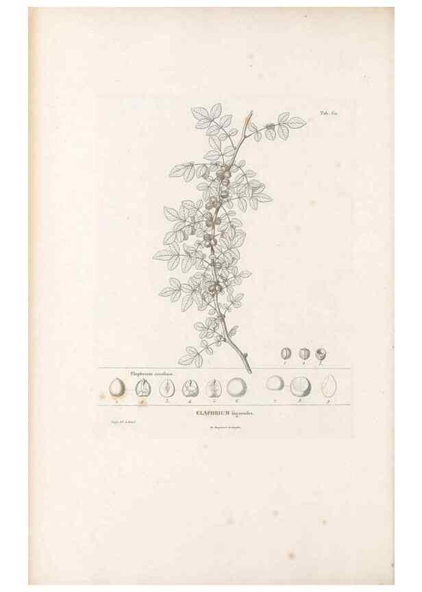 Reproducción/Reproduction 49521316183: Nova genera et species plantarum :. Antverpiae :Ex officina Christophori Plantini ...,1576.. 