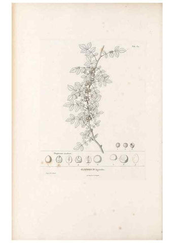 Reproducción/Reproduction 49521316183: Nova genera et species plantarum :. Antverpiae :Ex officina Christophori Plantini ...,1576.. 
