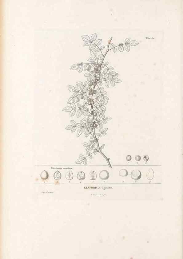 Reproducción/Reproduction 49521316183: Nova genera et species plantarum :. Antverpiae :Ex officina Christophori Plantini ...,1576.. 