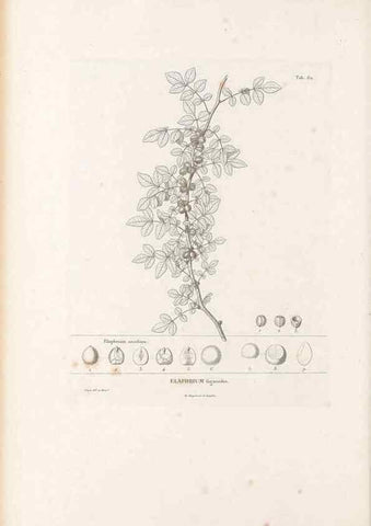 Reproducción/Reproduction 49521316183: Nova genera et species plantarum :. Antverpiae :Ex officina Christophori Plantini ...,1576.. 