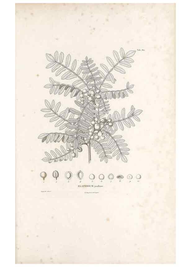 Reproducción/Reproduction 49521838131: Nova genera et species plantarum :. Antverpiae :Ex officina Christophori Plantini ...,1576.. 