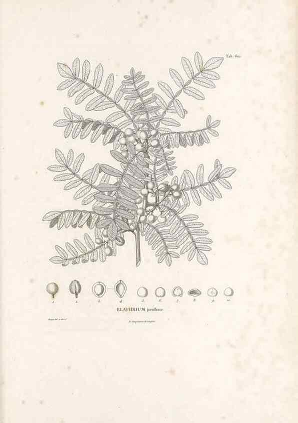 Reproducción/Reproduction 49521838131: Nova genera et species plantarum :. Antverpiae :Ex officina Christophori Plantini ...,1576.. 