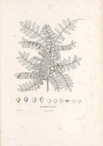 Reproducción/Reproduction 49521838131: Nova genera et species plantarum :. Antverpiae :Ex officina Christophori Plantini ...,1576.. 
