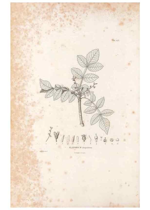 Reproducción/Reproduction 49522050112: Nova genera et species plantarum :. Antverpiae :Ex officina Christophori Plantini ...,1576.. 