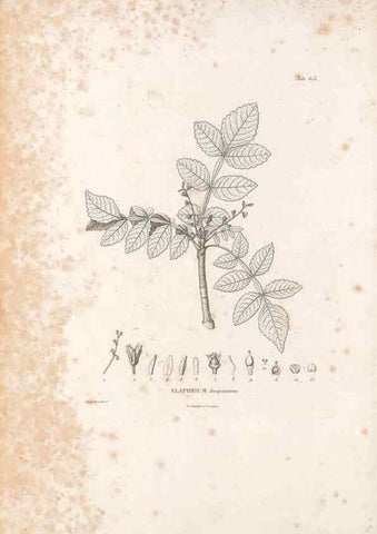 Reproducción/Reproduction 49522050112: Nova genera et species plantarum :. Antverpiae :Ex officina Christophori Plantini ...,1576.. 