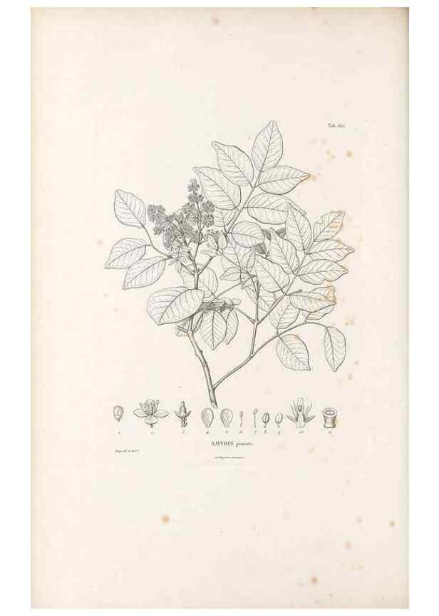 Reproducción/Reproduction 49522050412: Nova genera et species plantarum :. Antverpiae :Ex officina Christophori Plantini ...,1576.. 