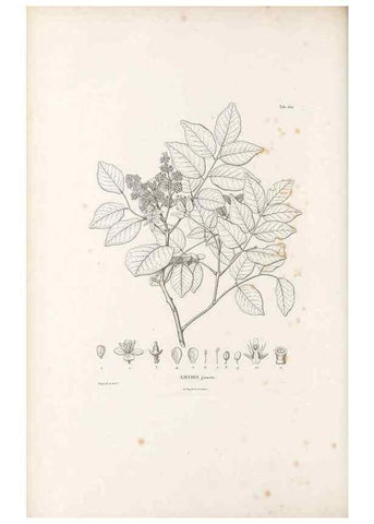 Reproducción/Reproduction 49522050412: Nova genera et species plantarum :. Antverpiae :Ex officina Christophori Plantini ...,1576.. 