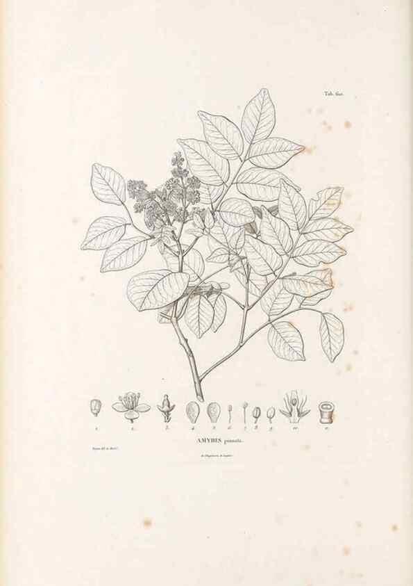 Reproducción/Reproduction 49522050412: Nova genera et species plantarum :. Antverpiae :Ex officina Christophori Plantini ...,1576.. 