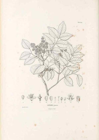 Reproducción/Reproduction 49522050412: Nova genera et species plantarum :. Antverpiae :Ex officina Christophori Plantini ...,1576.. 