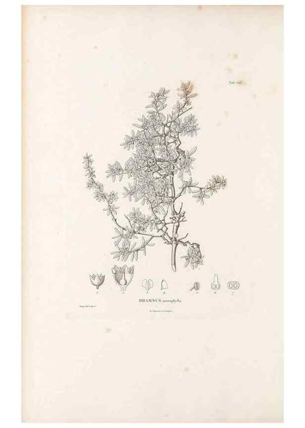 Reproducción/Reproduction 49522050762: Nova genera et species plantarum :. Antverpiae :Ex officina Christophori Plantini ...,1576.. 