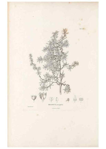 Reproducción/Reproduction 49522050762: Nova genera et species plantarum :. Antverpiae :Ex officina Christophori Plantini ...,1576.. 