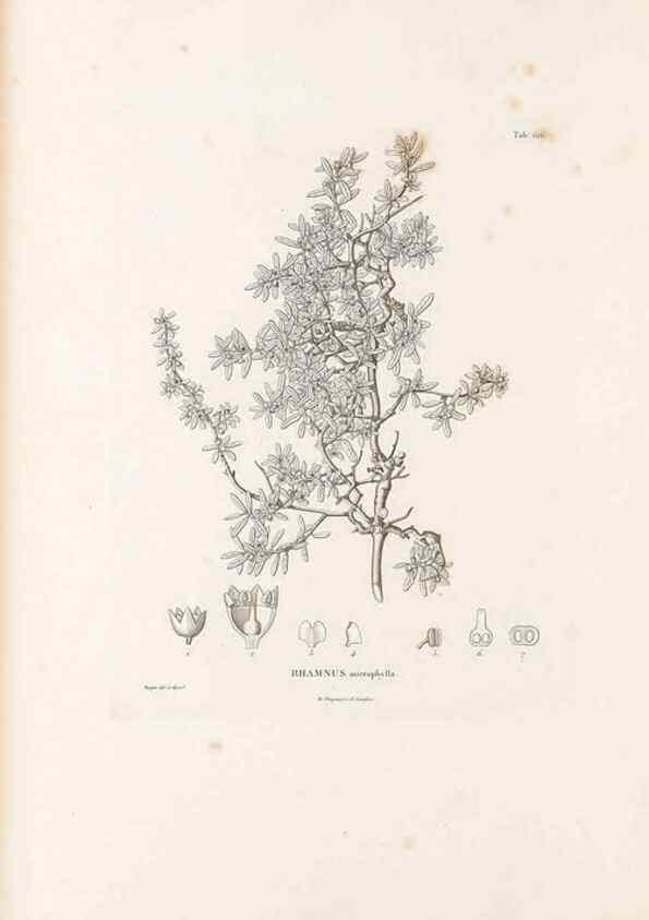 Reproducción/Reproduction 49522050762: Nova genera et species plantarum :. Antverpiae :Ex officina Christophori Plantini ...,1576.. 