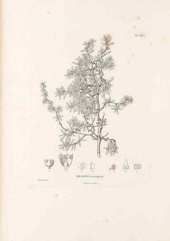 Reproducción/Reproduction 49522050762: Nova genera et species plantarum :. Antverpiae :Ex officina Christophori Plantini ...,1576.. 