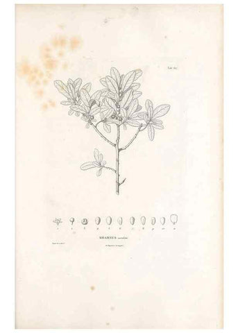 Reproducción/Reproduction 49521839351: Nova genera et species plantarum :. Antverpiae :Ex officina Christophori Plantini ...,1576.. 