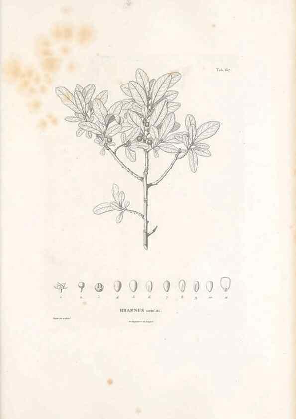 Reproducción/Reproduction 49521839351: Nova genera et species plantarum :. Antverpiae :Ex officina Christophori Plantini ...,1576.. 