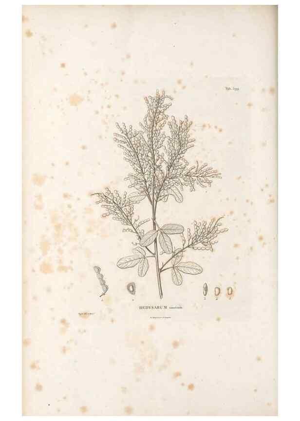 Reproducción/Reproduction 49522005397: Nova genera et species plantarum :. Antverpiae :Ex officina Christophori Plantini ...,1576.. 