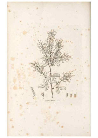 Reproducción/Reproduction 49522005397: Nova genera et species plantarum :. Antverpiae :Ex officina Christophori Plantini ...,1576.. 