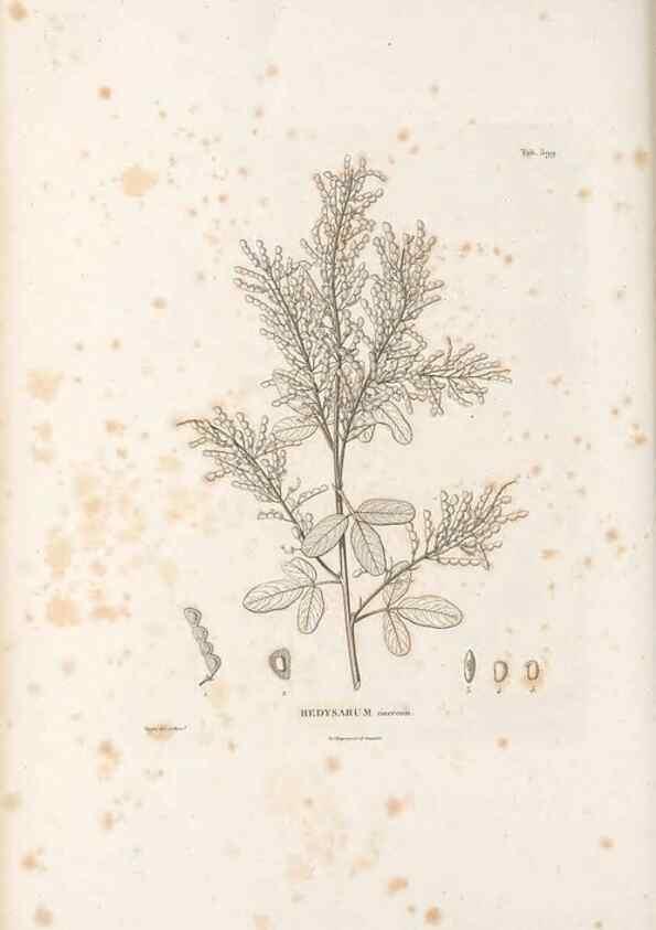 Reproducción/Reproduction 49522005397: Nova genera et species plantarum :. Antverpiae :Ex officina Christophori Plantini ...,1576.. 