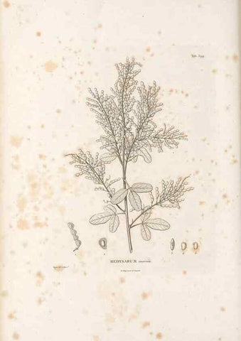 Reproducción/Reproduction 49522005397: Nova genera et species plantarum :. Antverpiae :Ex officina Christophori Plantini ...,1576.. 