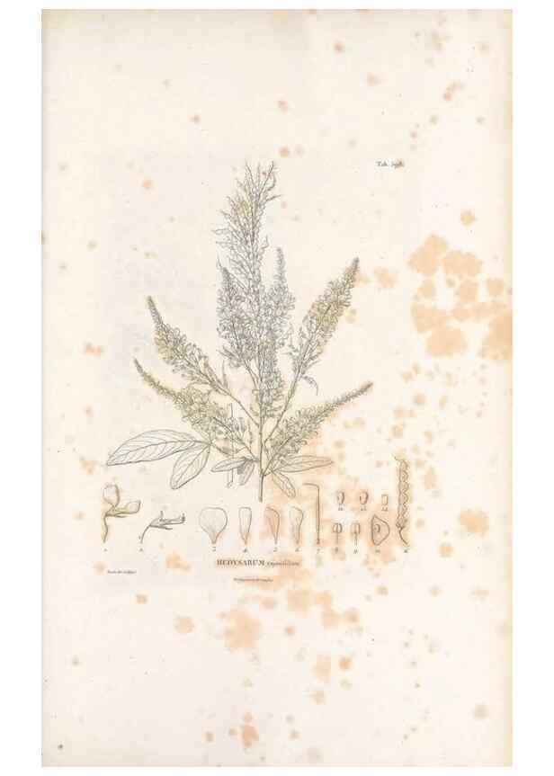 Reproducción/Reproduction 49521792961: Nova genera et species plantarum :. Antverpiae :Ex officina Christophori Plantini ...,1576.. 