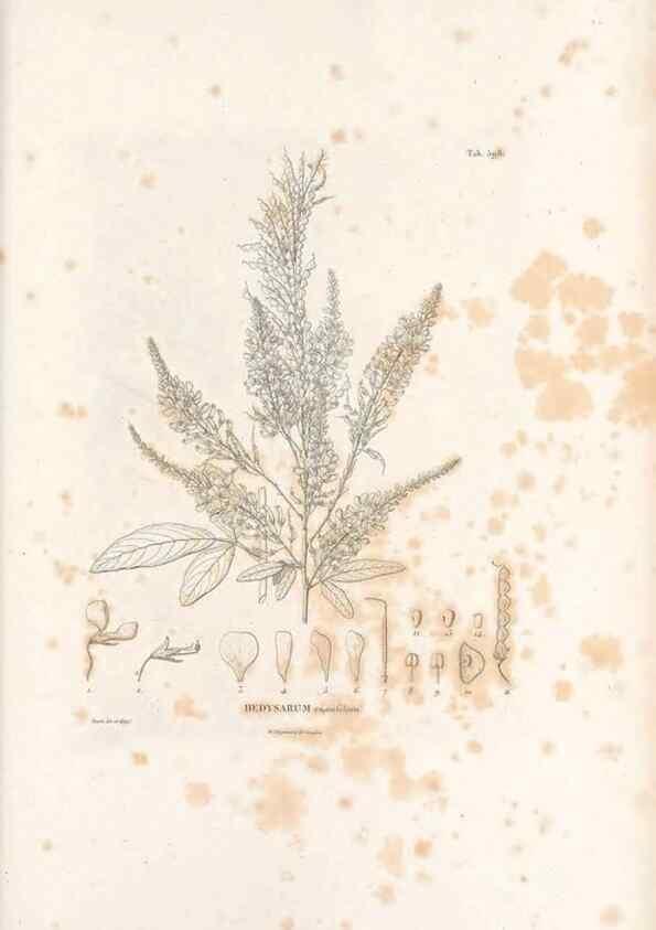 Reproducción/Reproduction 49521792961: Nova genera et species plantarum :. Antverpiae :Ex officina Christophori Plantini ...,1576.. 