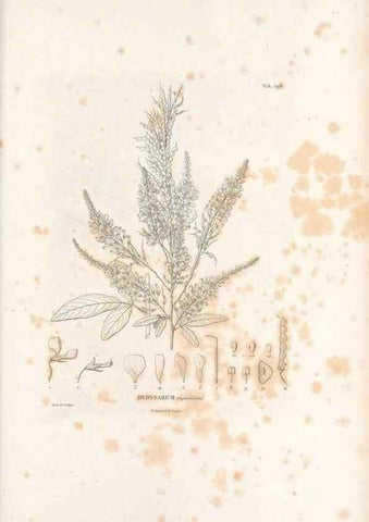 Reproducción/Reproduction 49521792961: Nova genera et species plantarum :. Antverpiae :Ex officina Christophori Plantini ...,1576.. 