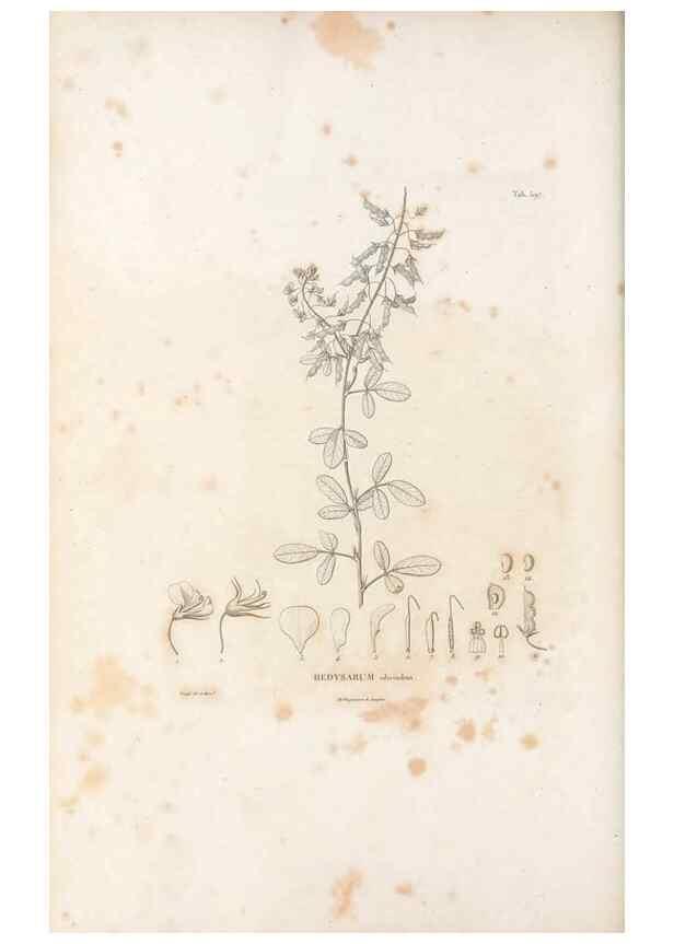 Reproducción/Reproduction 49521792636: Nova genera et species plantarum :. Antverpiae :Ex officina Christophori Plantini ...,1576.. 