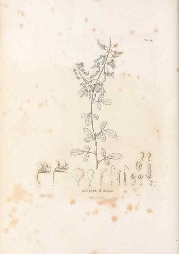 Reproducción/Reproduction 49521792636: Nova genera et species plantarum :. Antverpiae :Ex officina Christophori Plantini ...,1576.. 