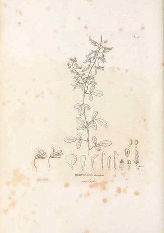 Reproducción/Reproduction 49521792636: Nova genera et species plantarum :. Antverpiae :Ex officina Christophori Plantini ...,1576.. 
