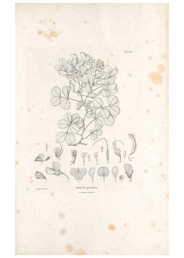 Reproducción/Reproduction 49522004142: Nova genera et species plantarum :. Antverpiae :Ex officina Christophori Plantini ...,1576.. 