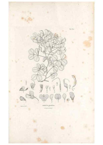 Reproducción/Reproduction 49522004142: Nova genera et species plantarum :. Antverpiae :Ex officina Christophori Plantini ...,1576.. 