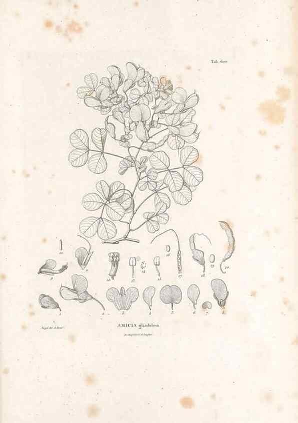 Reproducción/Reproduction 49522004142: Nova genera et species plantarum :. Antverpiae :Ex officina Christophori Plantini ...,1576.. 